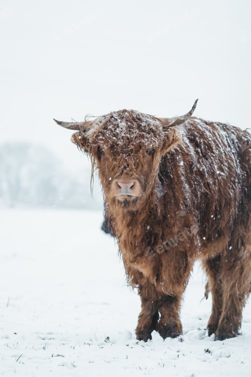 Preview: Scottish Highlander Cow Cattle covered with snow in nature 2022