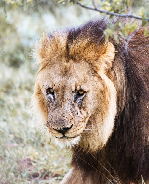 Preview: A Beautiful Wildlife in the World in pictures