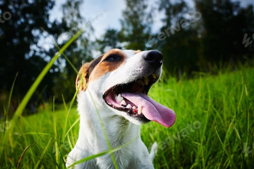 Preview: Adorable dog heavily breathing on grass
