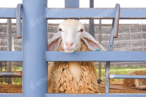 Vorschau: Ein Schaf, das in einem Stahlstall in einer Viehfarm steht und in die Kamera schaut