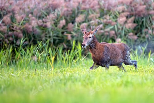 Preview: Wet red deer in a clearing