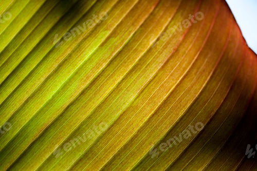 Preview: Texture