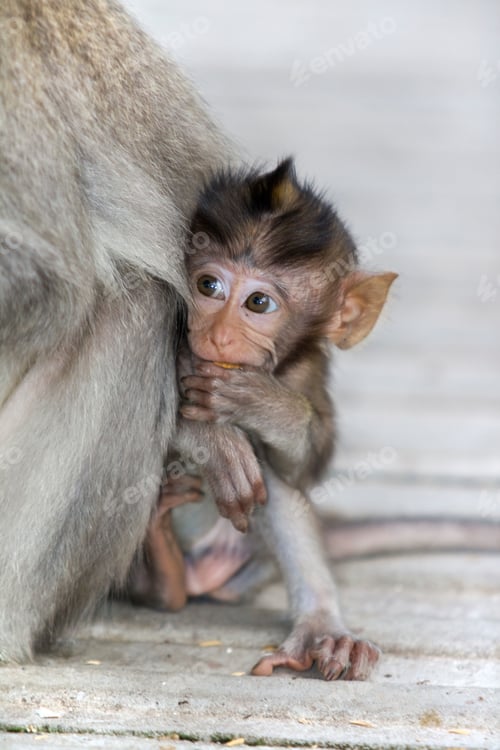 Preview: Macaque monkey