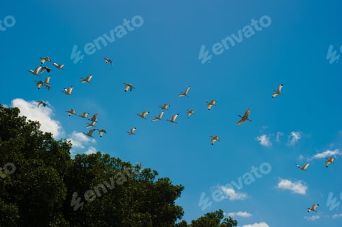 Preview: Birds Flying