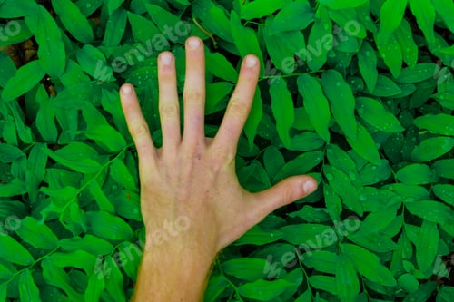 Preview: fresh green leaves pattern with hand showing different signs in the foreground