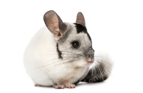 Preview: Chinchila, isolated on a white background