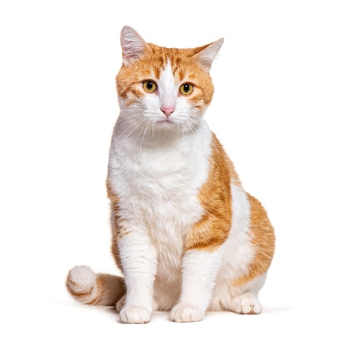 Preview: Ginger and white Crossbreed cat, sitting in front