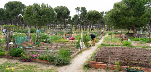 Preview: Urban community garden with people working in it