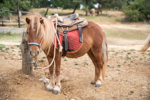 Preview: Beautiful Pony Stand in a Wild West Farm