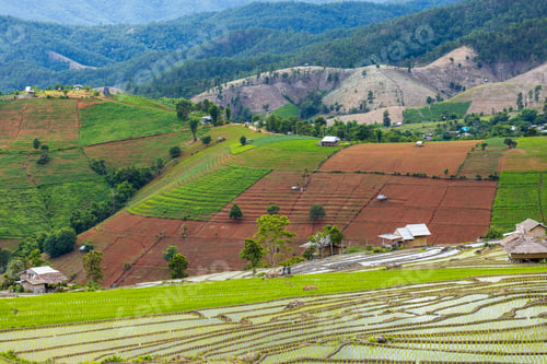 Preview: rice field at Mae Cham Chiangmai Northern Thailand