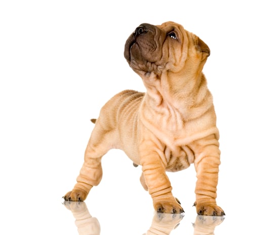 Preview: Sharpei
