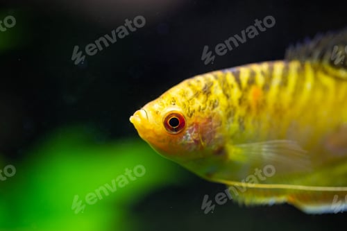 Preview: Freshwater aquarium fish