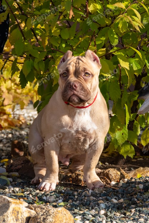 Preview: Portrait of an American bully puppy on a background of green foliage of trees. Walking a small dog.