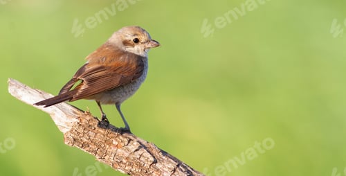 Preview: Red-backed shrike. A chick is sitting on a branch, waiting for his parents to bring him food.