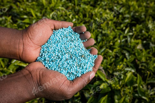 Preview: Fertilizer Tea Leaves Modern Manure Kenya Landscapes Green Product Kenya East africa