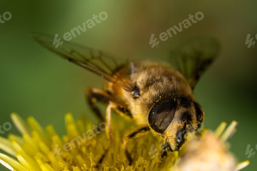 Preview: Honeybee atop a bright yellow flower head collecting nectar