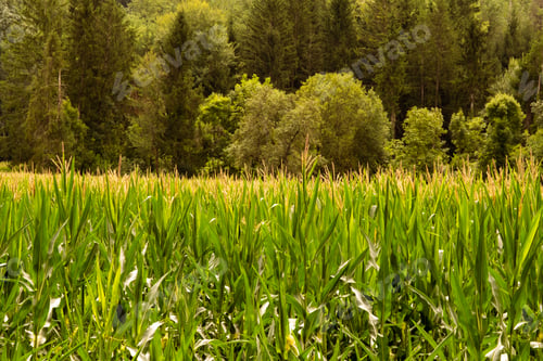 Preview: Plantation of Zea mays, the corncob plant, in the middle of a forest.