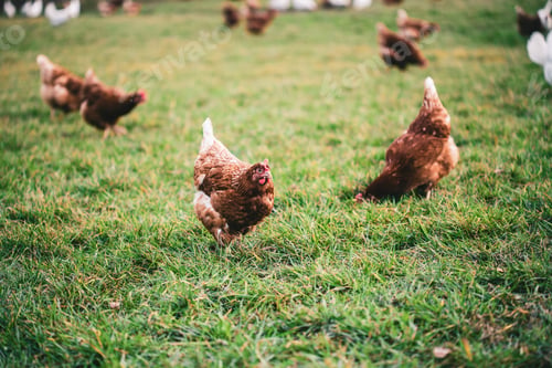 Preview: Beautiful shot of hens in the grass in the fields on a sunny day