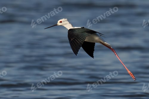 Preview: Young Black-Winged Stilt is pictured in mid flight, its long legs stretched out