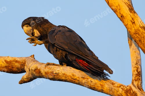 Preview: Exotic Red-tailed Black Cockatoo perched atop a tree branch