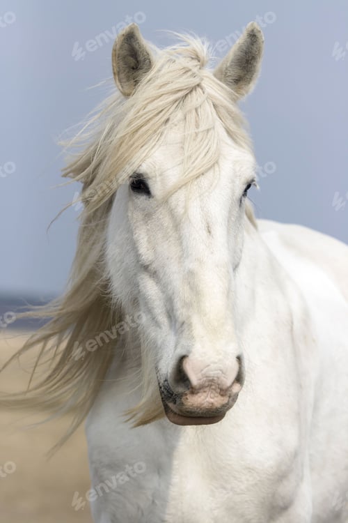 Preview: Closeup shot of the portrait of a white horse in a blurred background.