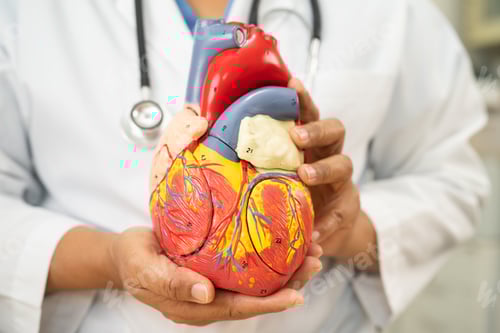 Preview: Cardiovascular disease CVD, Asian doctor holding human anatomy model for learn and treat heart