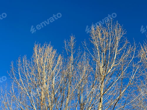 Preview: trees in winter lose their leaves leafless poplar canopies against the blue sky