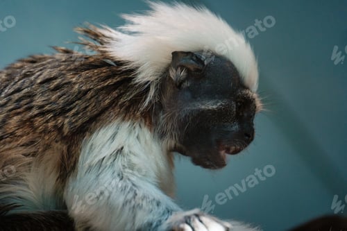 Preview: little white-headed monkey in the green jungle