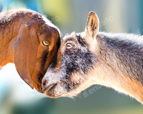Preview: Two goats showing affection