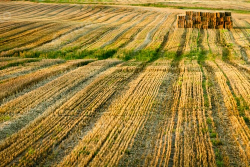 Preview: Stubble after harvest at summer