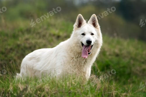 Preview: Berger Blanc Suisse White german shepherd