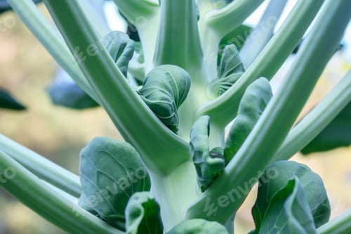 Preview: Brussels sprouts