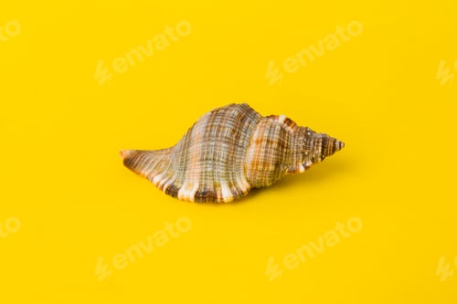 Preview: Beach seashells on colored background. Mock up with copy space