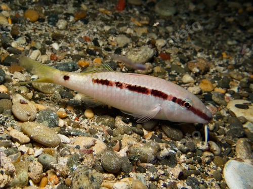 Preview: Red Sea goat fish