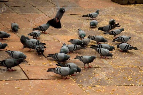 Preview: lots of pigeons gathering for food