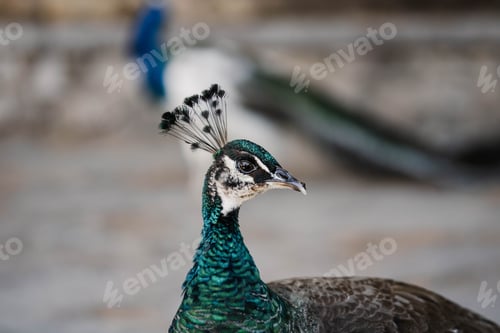 Preview: Beautiful peacock on the blurry background