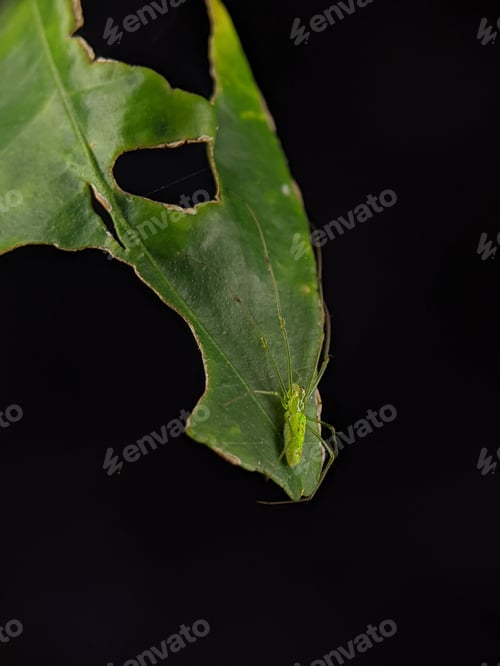 Preview: Closeup Longjawed Orbweavers Spider on a green leaf.