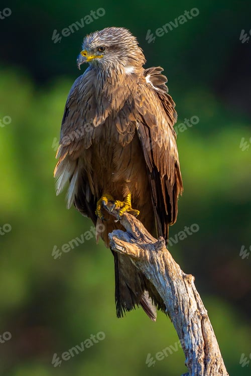 Preview: Black Kite