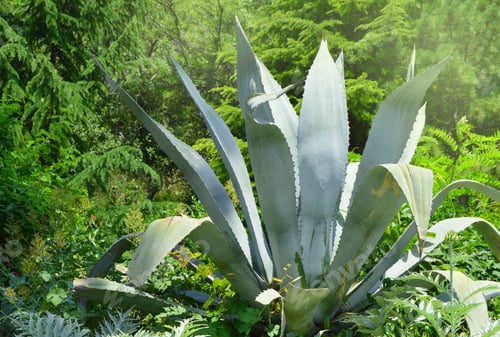 Preview: Agave plant in the Park on a Sunny day