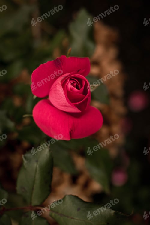 Preview: Beautiful rose illuminated against the darkness, surrounded by lush green foliage