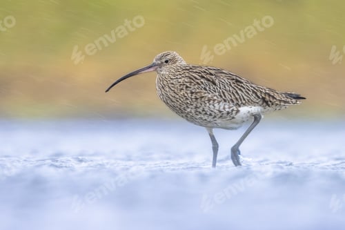 Preview: Eurasian Curlew wading in wetland in rainstorm