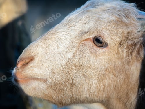 Preview: Close-up of a goat's face with detailed fur and eye, captured in natural light