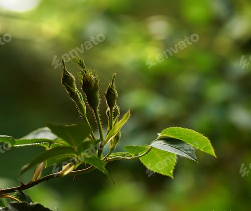 Preview: New life