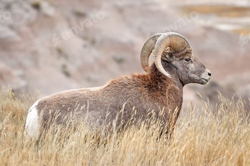 Preview: Bighorn Sheep with large curving horns in Badlands National Park