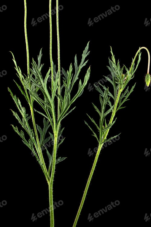 Preview: Green leaf and stem of poppy, lat. Papaver, isolated on black background