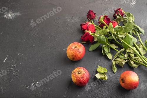 Preview: Withered, decaying, roses flowers and apples on black concrete background. side view, copy space.