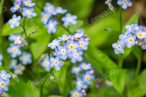 Preview: Forget-me-not (Myosotis sylvatica) wildlflowers