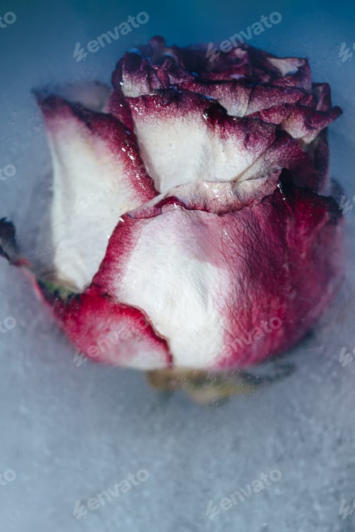 Preview: Frozen Roses in Ice