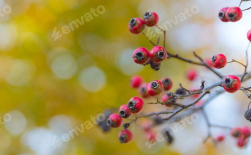 Preview: Red Berries And Yellow Leaves On A Tree