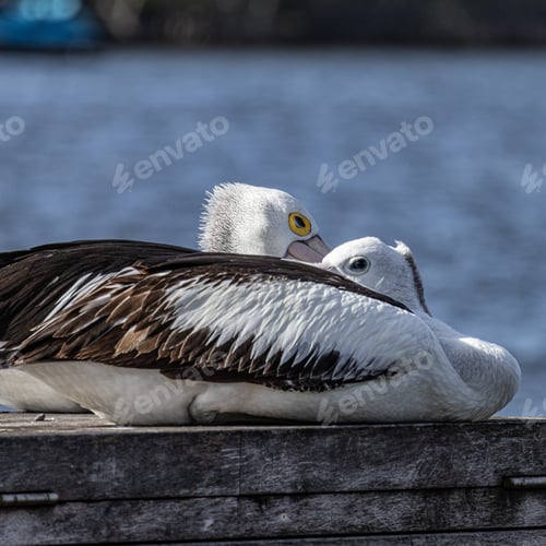 Preview: Closeup of two Australian pelicans (Pelecanus conspicillatus) at a lake